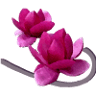 Bioprofumeria Magnolia