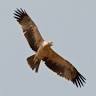 Birdwatching Alentejo Portugal