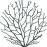 Black Coral Yoga