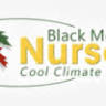 Black Mountain Nursery