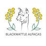 Blackwattle Alpaca Farm