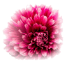 Bloemenhof