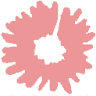 Bellis Bloemwerk Nijmegen
