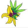 Blooming Buds Dispensary