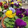 John's Lawn & Garden Center