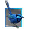Blue Wren Child Care Centre
