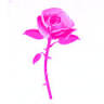 Blumen Wintterle