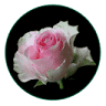 Blumenkorb An der Weide