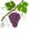 Bon Vivant Tours LLC