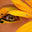 Botanica & Oshun