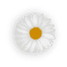 Cosmopolitan Title
