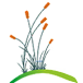 Brookwater Dental Surgery