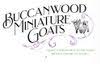 Buccanwood Miniature & Pygmy Goats