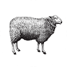 Bulbo