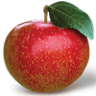 Bumblebee Orchard, LLC