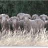 Bundemar Merino Stud