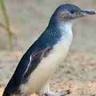 Little Penguin Observation Centre