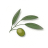 Olive City Realty