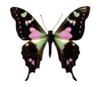 Butterfly Esthetics