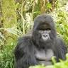 Bwindi Impenetrable Forest National Park