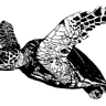 CAHUAMA