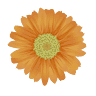 Calheta em Flor