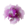 Dra. Carolina Rosa Rudolph | Medico Psiquiatra | Catanduva