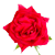 CARRUM DOWNS FLOWERS TRUELY