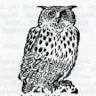 Castrum Brigantium