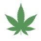 CBD kanep