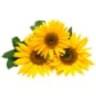 Central Highlands Funeral Services