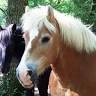 Equestrian Center De Najac