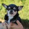 CRIADOR CHIHUAHUA BARCELONA - Cuatro Soles