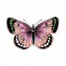 Chrysalis Preschool