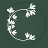 Cilantro