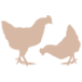 Azienda Agricola Cinello - Allevamento e Vendita Carne Bianca Biologica
