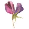 Cleveland Florist Company