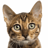 Clínica Veterinaria San Cristóbal