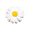 Comme une Fleur ....