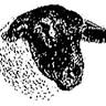 Coolatai Suffolks