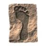 Coral Desert Foot & Ankle