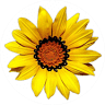 Country Charm Floral and Gifts