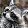 Country Critters Campground & RV Park