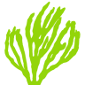 Creative Coral Design
