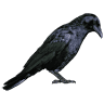 Crooked Crows