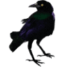 Crow Creative