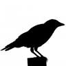 Crow Insurance Agency