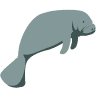Manatee Adventures