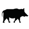Cape York Weeds and Feral Animals Inc