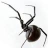 DANCAN The Pest Control Expert, LLC
